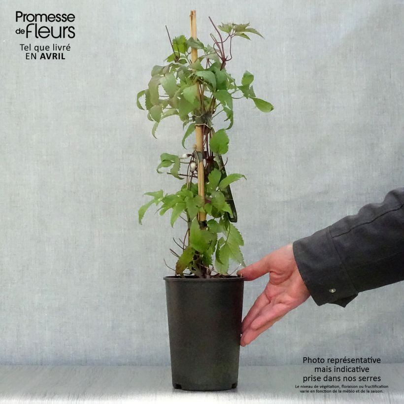 Spécimen de Clématite - Clematis Columella Pot de 2L/3L tel que livré au printemps