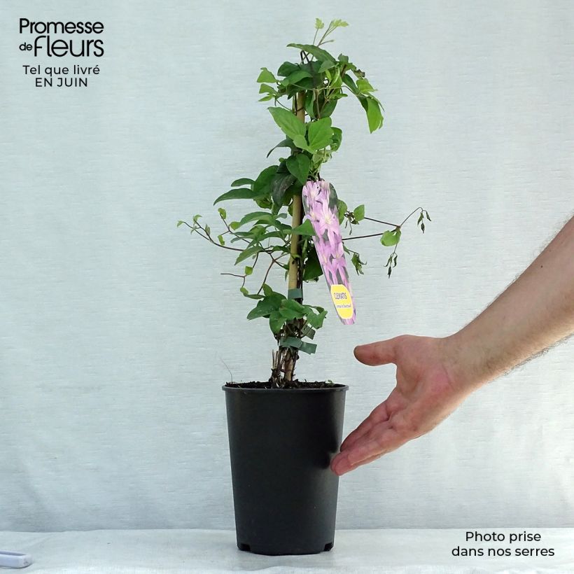 Spécimen de Clématite - Clematis Comtesse de Bouchaud Pot de 2L/3L tel que livré en été