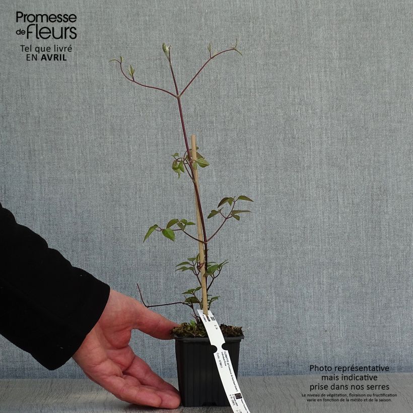 Spécimen de Clématite - Clematis Comtesse de Bouchaud Godet de 8/9 cm tel que livré au printemps