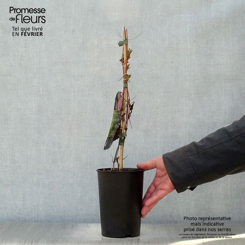 Spécimen de Clématite - Clematis Comtesse de Bouchaud Pot de 2L/3L tel que livré en hiver