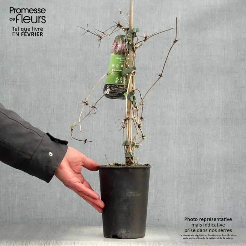 Spécimen de Clématite - Clematis Country Rose Pot de 2L/3L tel que livré en hiver