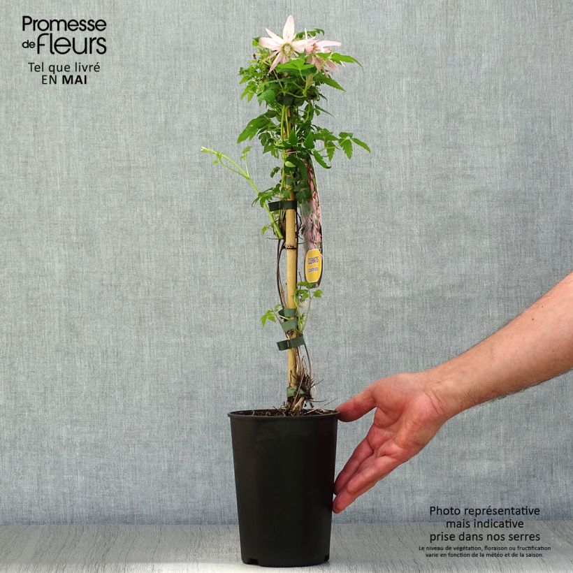 Spécimen de Clématite - Clematis Country Rose Pot de 2L/3L tel que livré au printemps