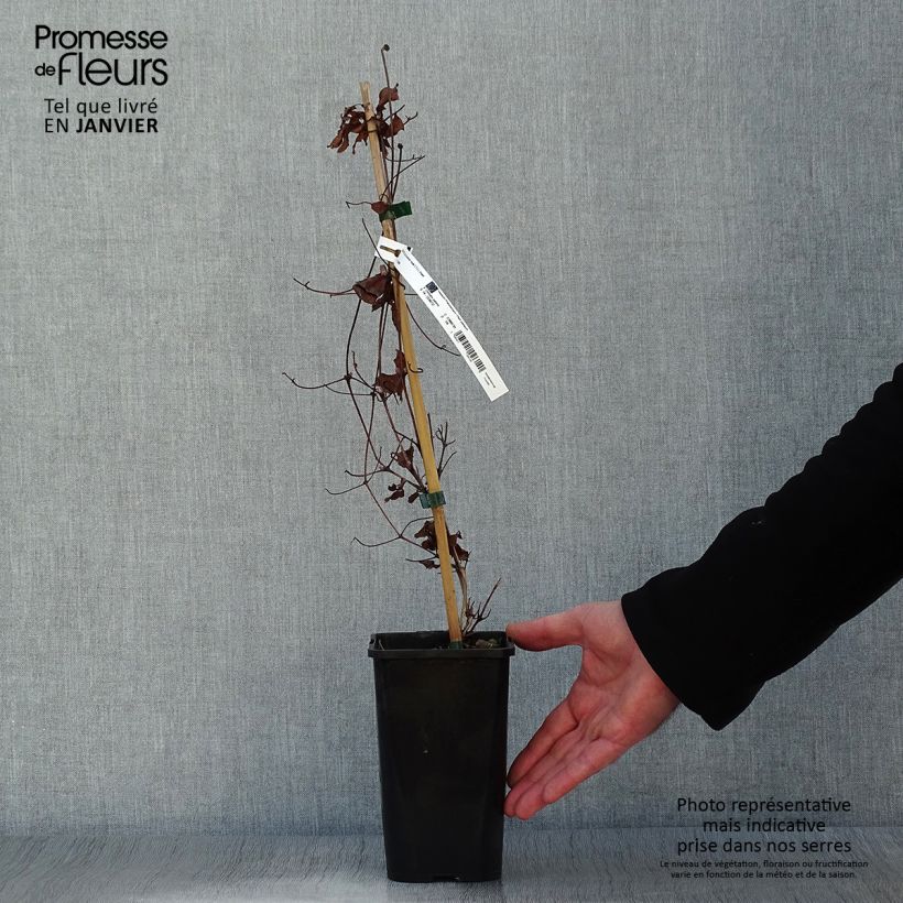 Spécimen de Clématite - Clematis Couronne Royale (= Haku Ookan) Pot de 1,5L/2L tel que livré en hiver