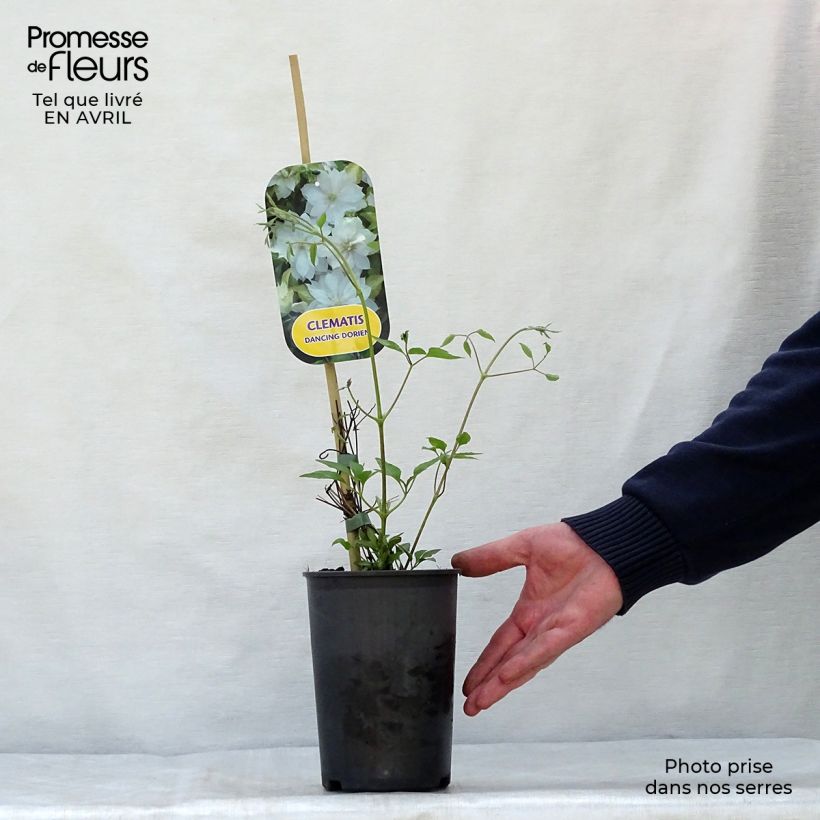 Amostra de Clematis Dancing Dorien Vaso de 2 L/3 L tal como entregue na primavera