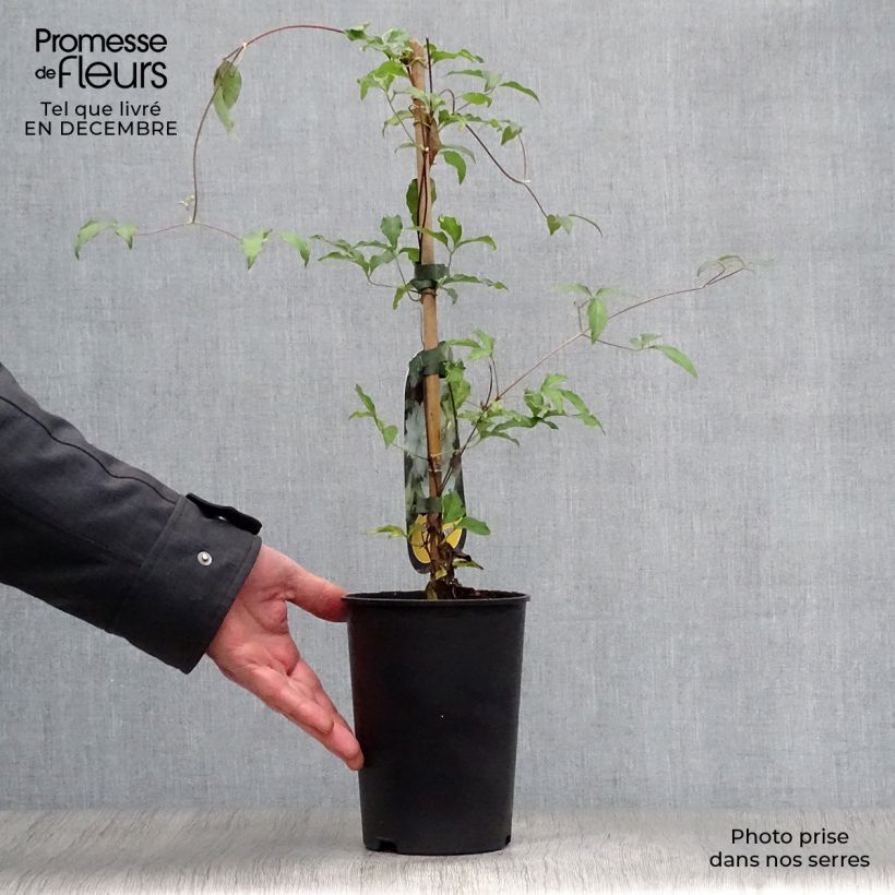 Spécimen de Clématite - Clematis Dancing Dorien®  Zodado Pot de 2L/3L tel que livré en hiver