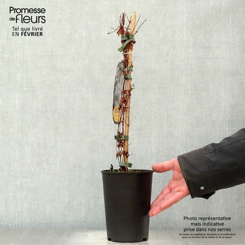 Spécimen de Clématite - Clematis Dancing King Pot de 2L/3L tel que livré en hiver