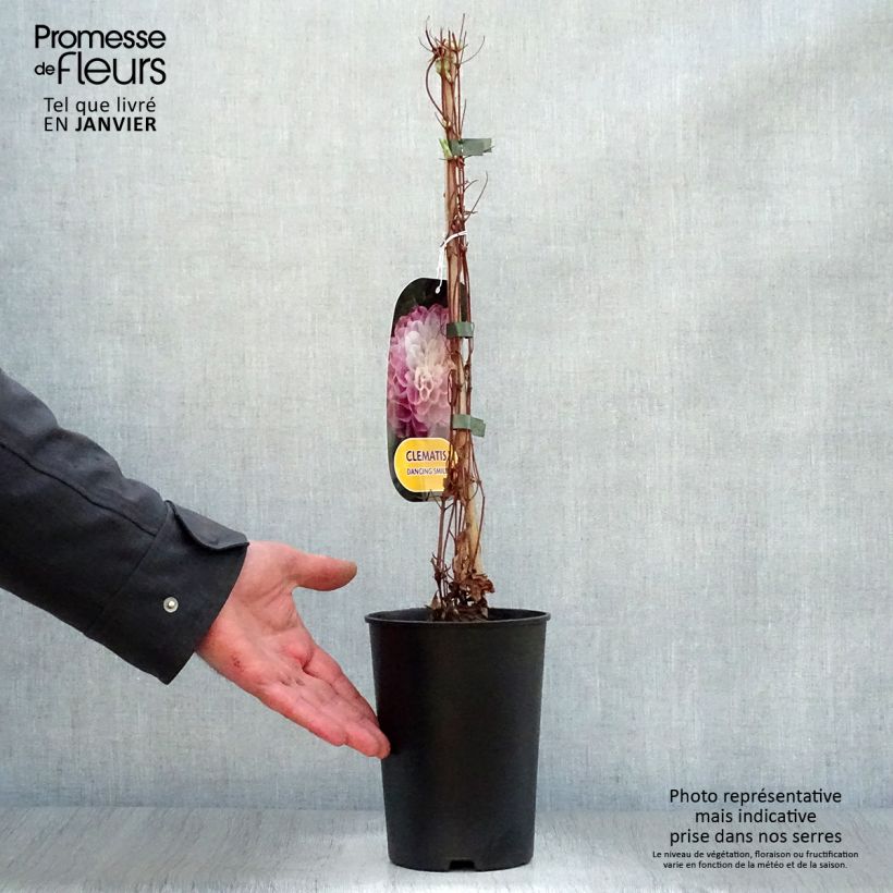 Spécimen de Clématite - Clematis Dancing Smile Pot de 2L/3L tel que livré en hiver