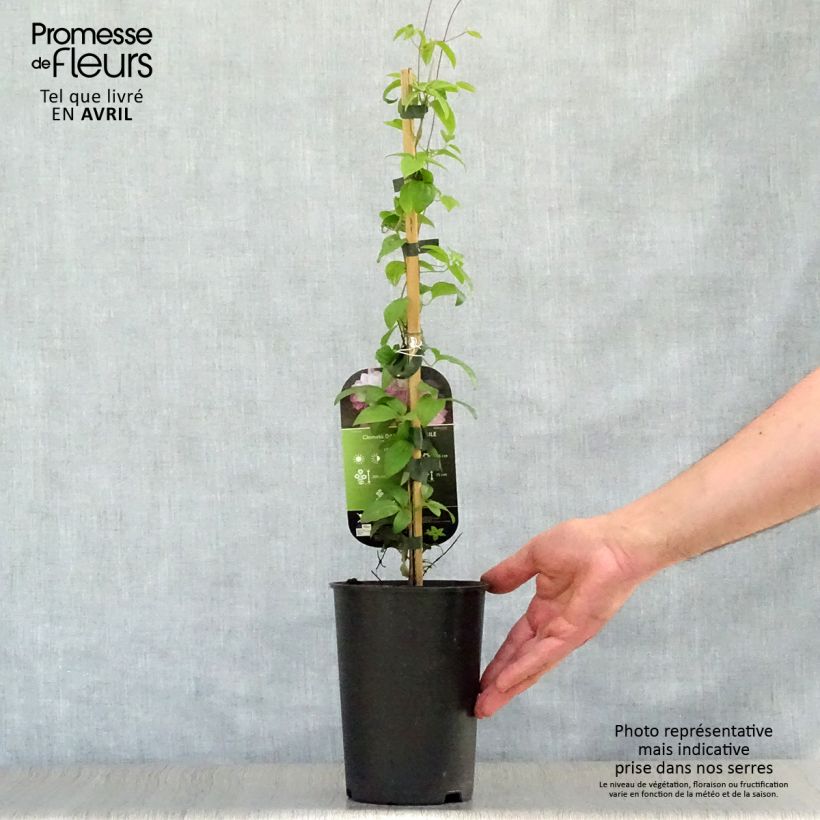 Clematis Dancing Smile - Clematide Vaso da 2L/3L esemplare consegnato in primavera