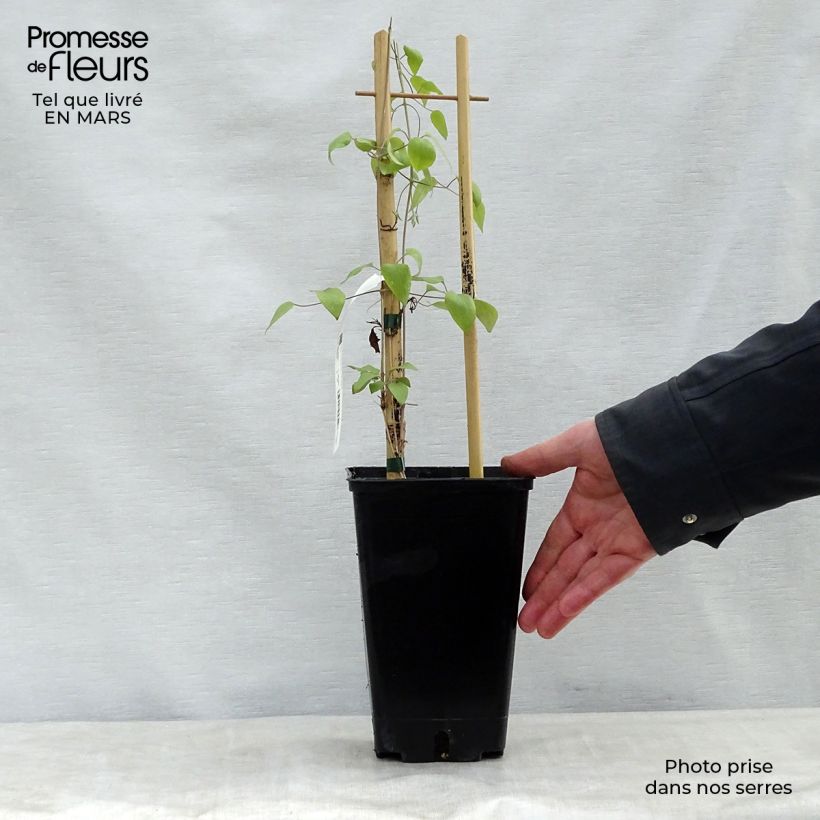 Clematis Destiny - Clematide Vaso da 1,5L/2L esemplare consegnato in primavera