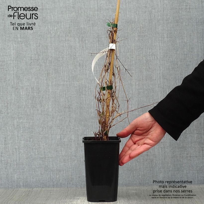 Spécimen de Clématite - Clematis Destiny Pot de 1,5L/2L tel que livré en hiver