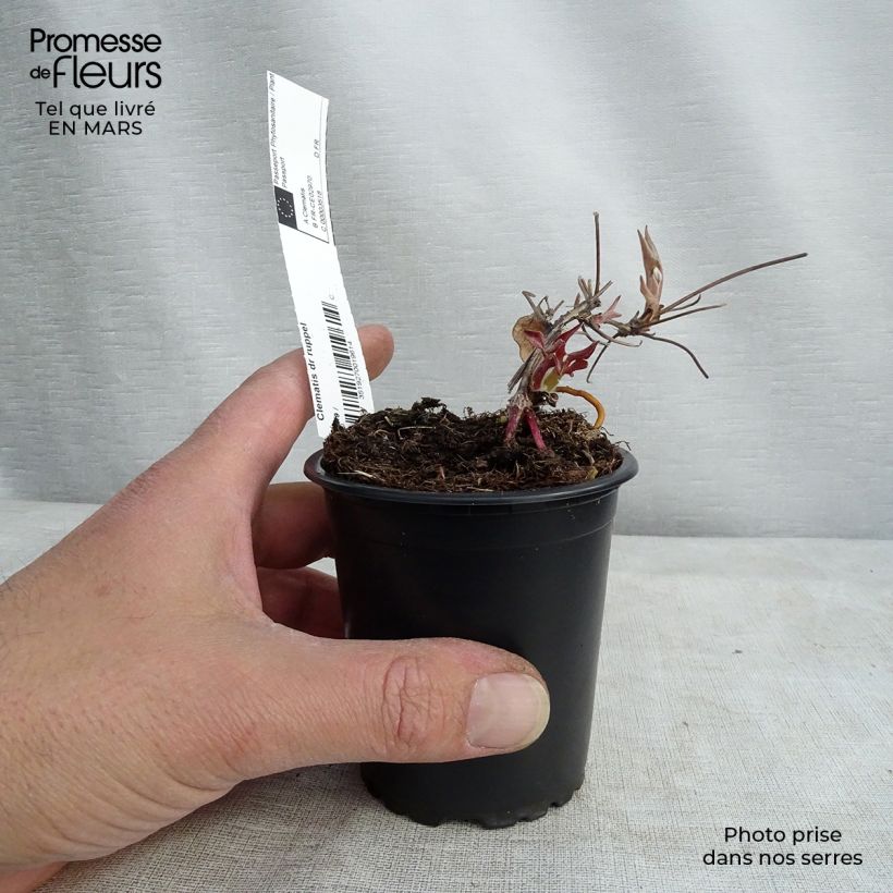 Spécimen de Clématite - Clematis Docteur Ruppel Godet de 8/9 cm tel que livré au printemps