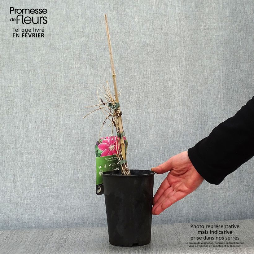 Spécimen de Clématite - Clematis Docteur Ruppel Pot de 2L/3L tel que livré en hiver