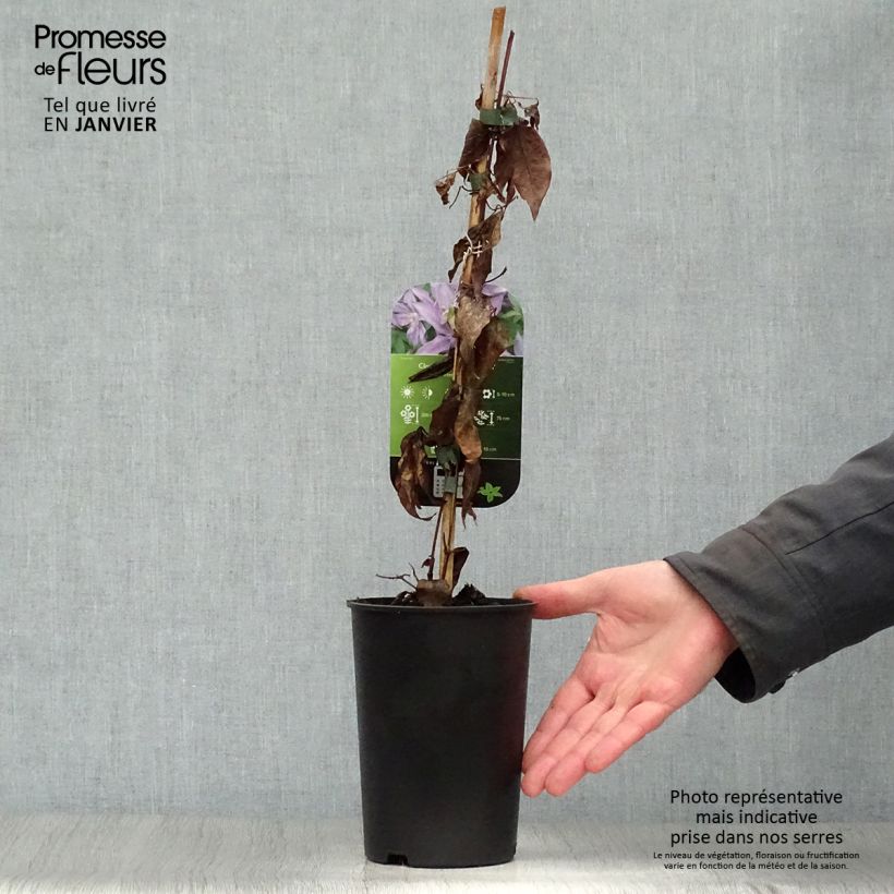 Spécimen de Clématite - Clematis Dorothy Walton Pot de 1,5L/2L tel que livré en hiver