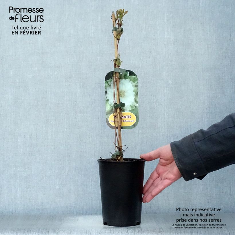 Spécimen de Clématite - Clematis Duchesse d'Edimbourg Pot de 2L/3L tel que livré en hiver
