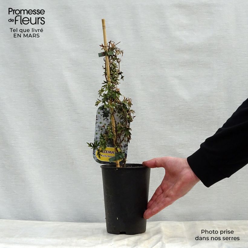 Spécimen de Clématite - Clematis Early Sensation Pot de 2L/3L tel que livré au printemps