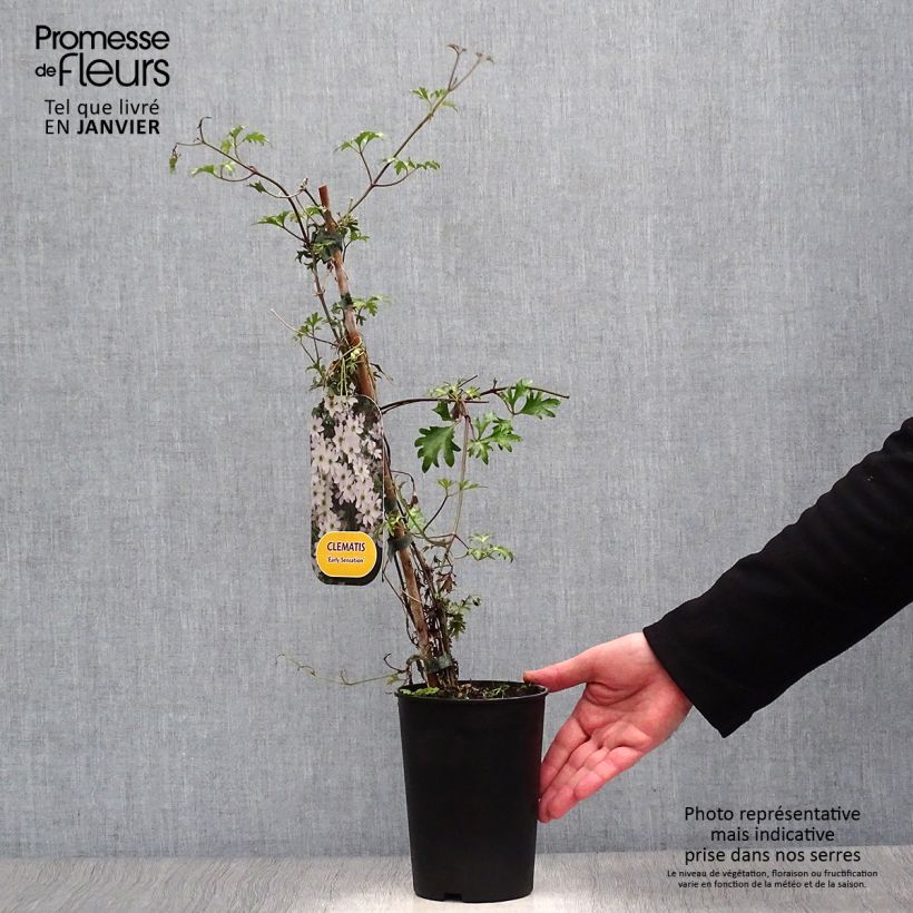 Spécimen de Clématite - Clematis Early Sensation Pot de 2L/3L tel que livré en hiver