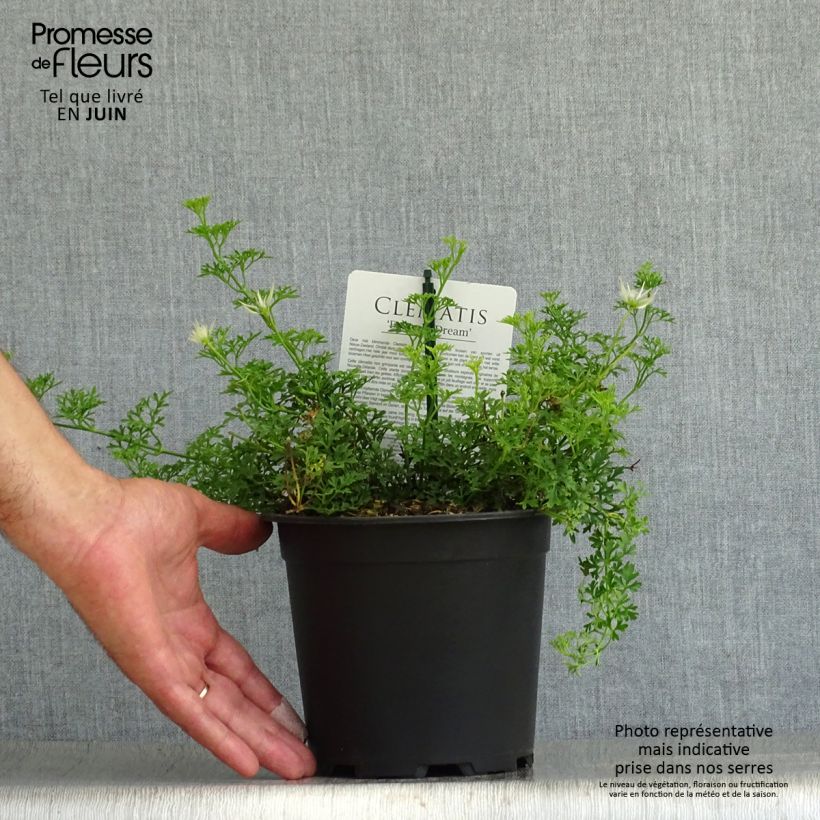 Spécimen de Clématite - Clematis Emerald Dream Pot de 1L/1,5L tel que livré en été
