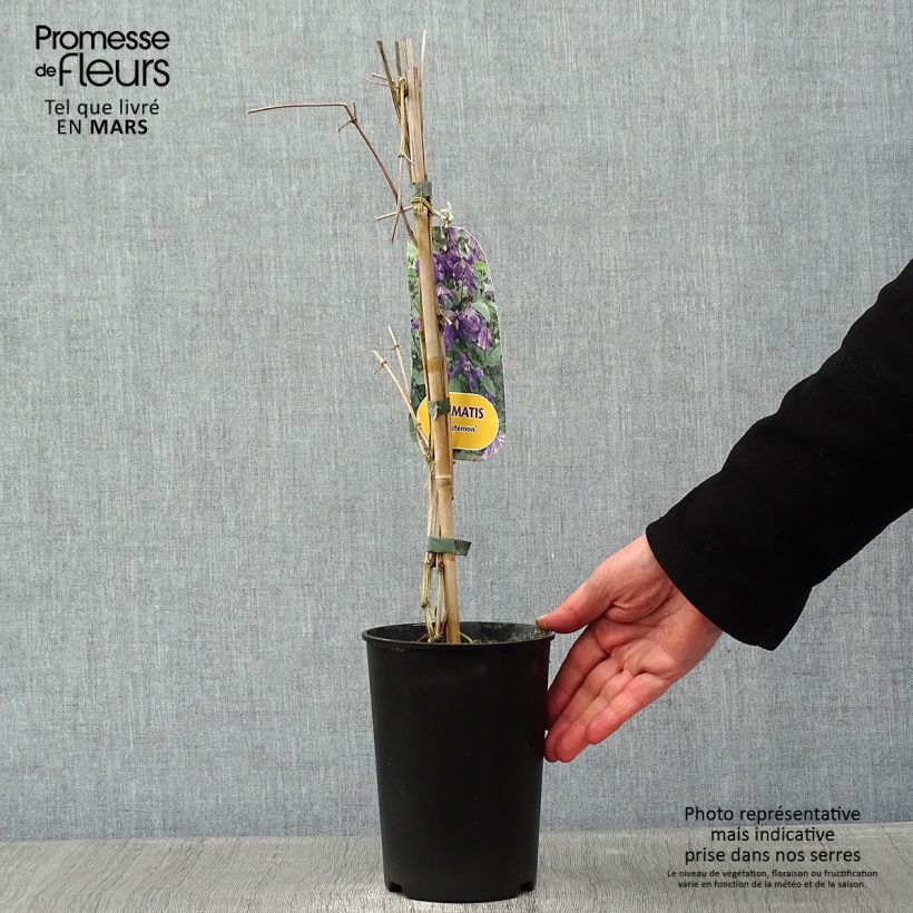 Spécimen de Clématite - Clematis Eriostemon Pot de 2L/3L tel que livré en hiver
