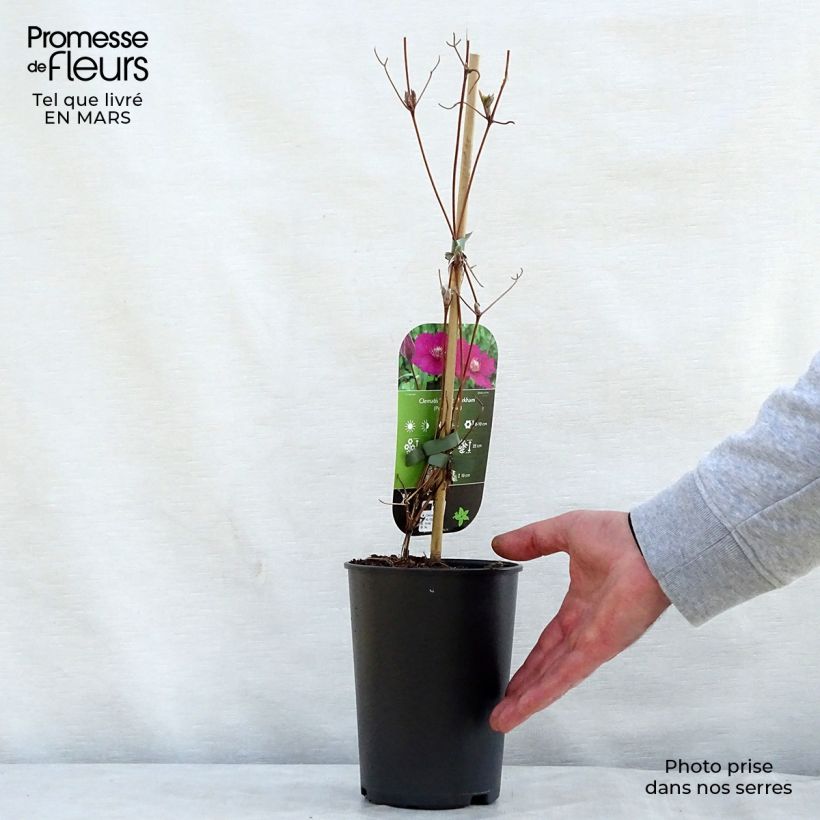 Spécimen de Clématite - Clematis Ernest Marckham Pot de 2L/3L tel que livré au printemps