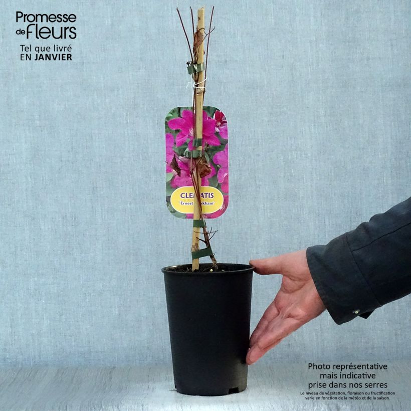 Spécimen de Clématite - Clematis Ernest Marckham Pot de 2L/3L tel que livré en hiver