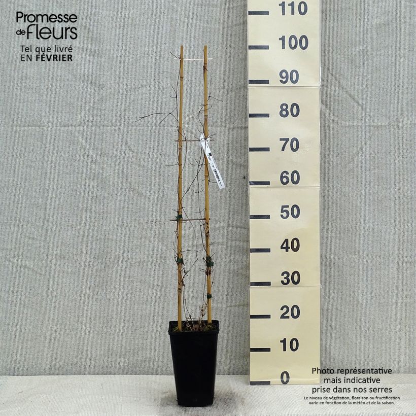 Spécimen de Clématite - Clematis Etoile Nacrée Pot de 2L/3L tel que livré en hiver