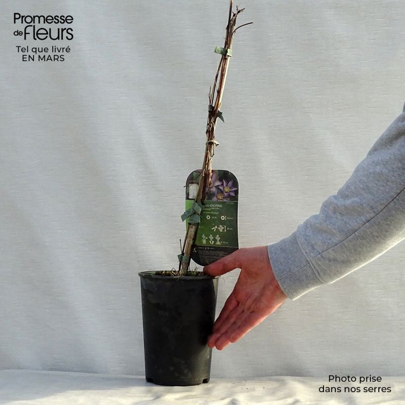 Spécimen de Clématite - Clematis Exciting Pot de 2L/3L tel que livré au printemps