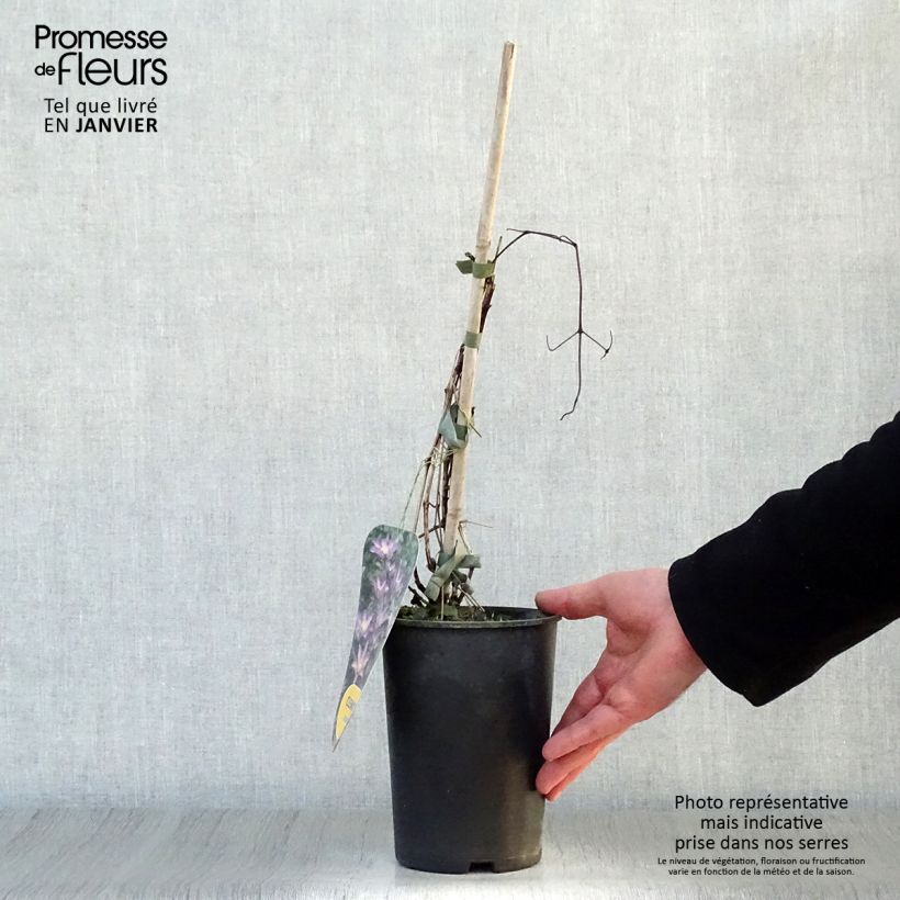 Spécimen de Clématite - Clematis Exciting Pot de 2L/3L tel que livré en hiver