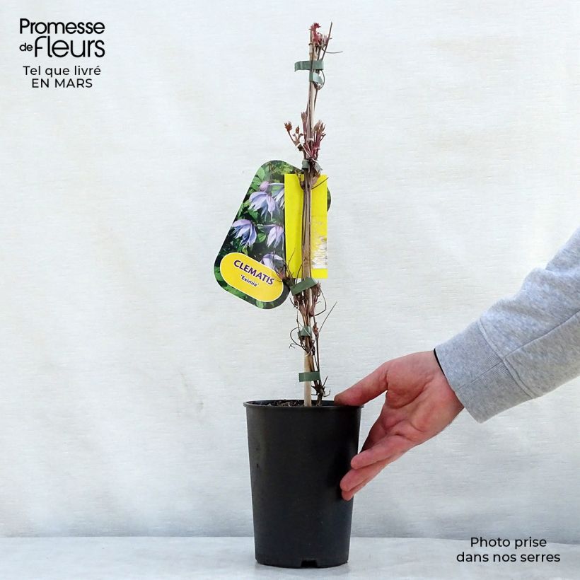 Clematis Eximia Maceta 2L/3L Ejemplar entregado en la primavera