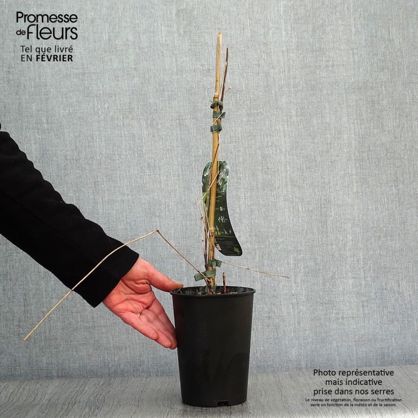 Spécimen de Clématite - Clematis Fascination Pot de 2L/3L tel que livré en hiver