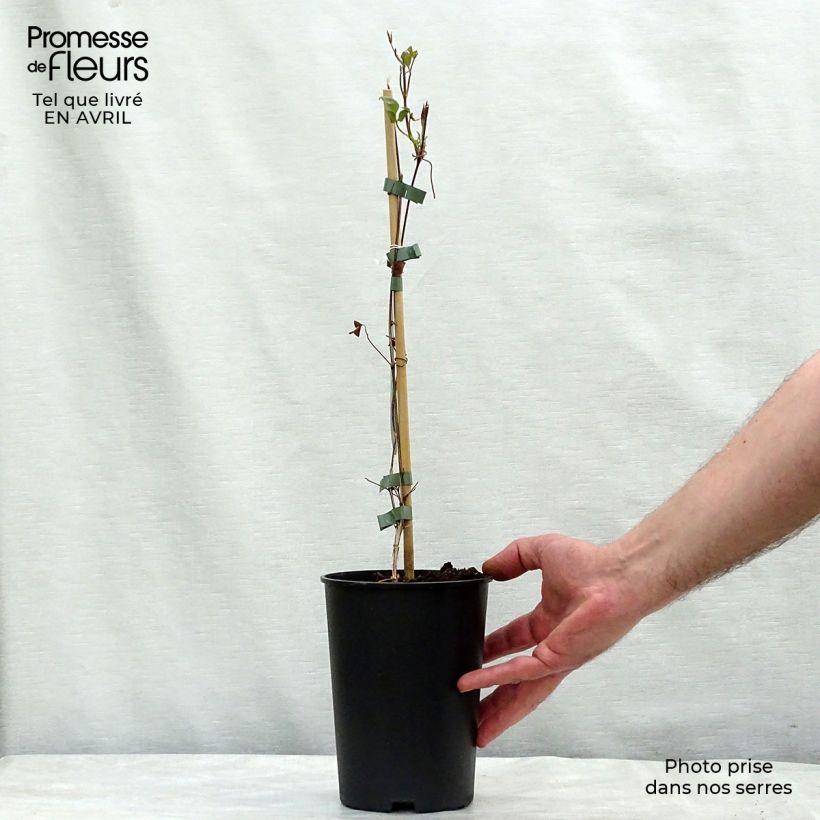 Spécimen de Clématite - Clematis Fond Memories Pot de 2L/3L tel que livré au printemps