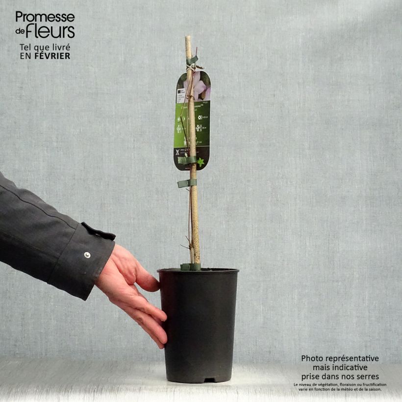 Spécimen de Clématite - Clematis Fond Memories Pot de 2L/3L tel que livré en hiver