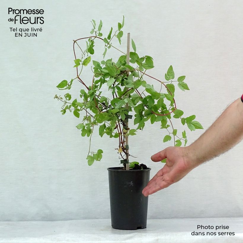 Spécimen de Clématite - Clematis Forever Friends Pot de 2L/3L tel que livré en été