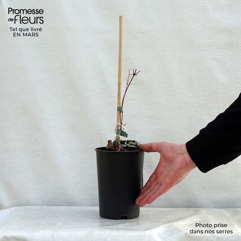 Spécimen de Clématite - Clematis Forever Friends Pot de 2L/3L tel que livré au printemps