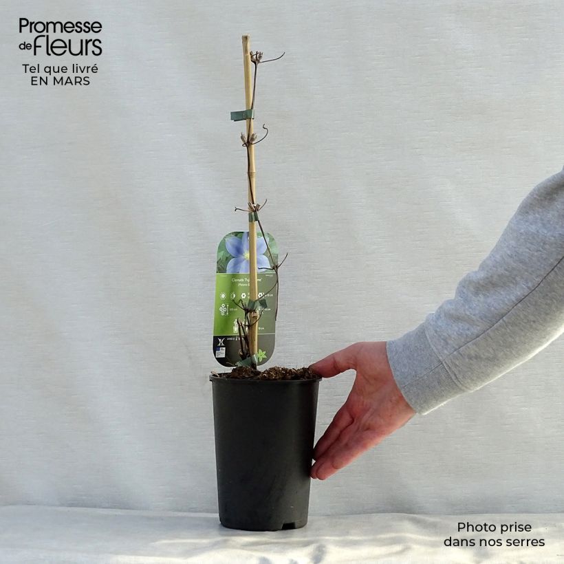 Spécimen de Clématite - Clematis Fuji Musume Pot de 2L/3L tel que livré au printemps