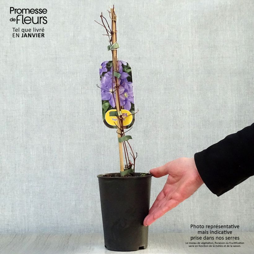 Spécimen de Clématite - Clematis Fuji Musume Pot de 2L/3L tel que livré en hiver