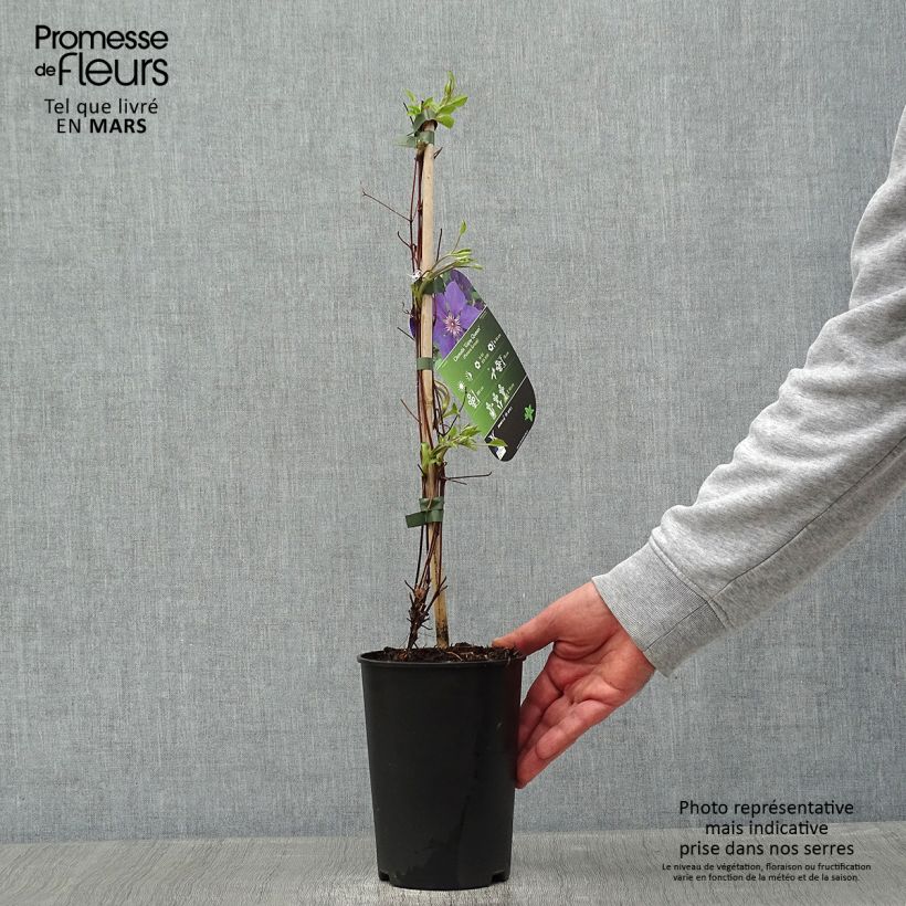 Spécimen de Clématite - Clematis Gipsy Queen Pot de 2L/3L tel que livré en hiver
