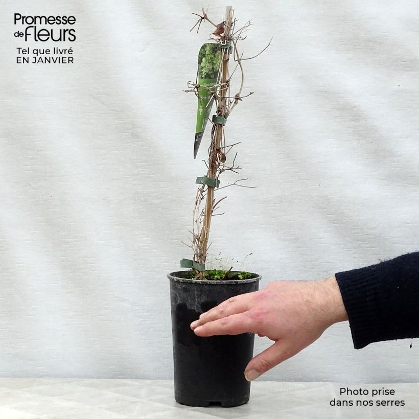 Spécimen de Clématite - Clematis Green Passion Pot de 2L/3L tel que livré en hiver