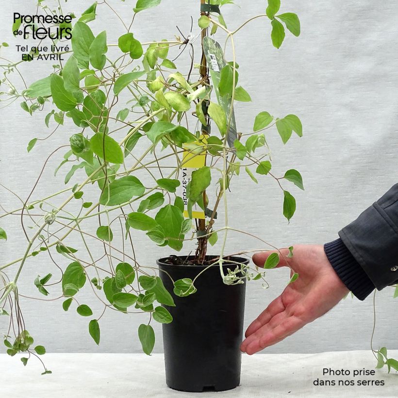 Spécimen de Clématite - Clematis Green Passion Pot de 2L/3L tel que livré au printemps