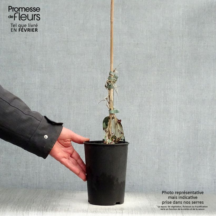 Spécimen de Clématite - Clematis Guernsey Cream Pot de 2L/3L tel que livré en hiver