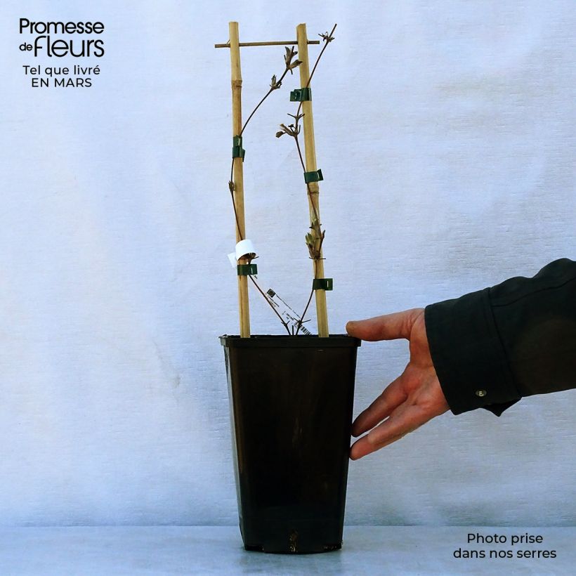 Spécimen de Clématite - Clematis H. F. Young Pot de 1,5L/2L tel que livré au printemps