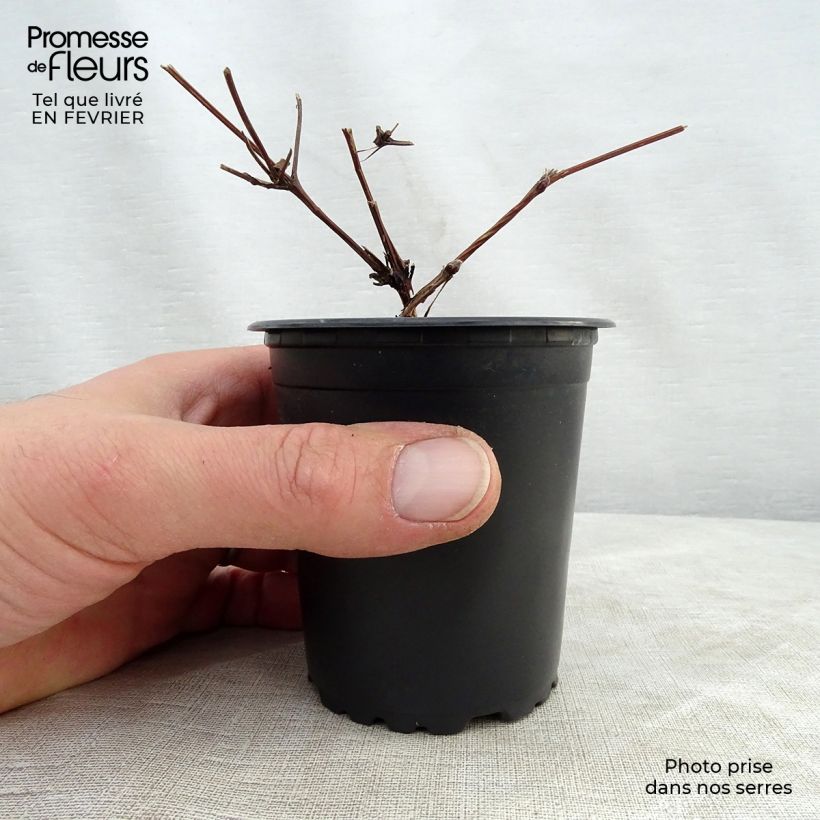 Spécimen de Clématite - Clematis Hagley hybride Godet de 8/9 cm tel que livré en hiver