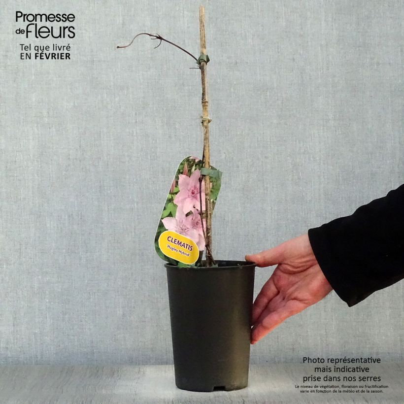 Spécimen de Clématite - Clematis Hagley hybride Pot de 2L/3L tel que livré en hiver