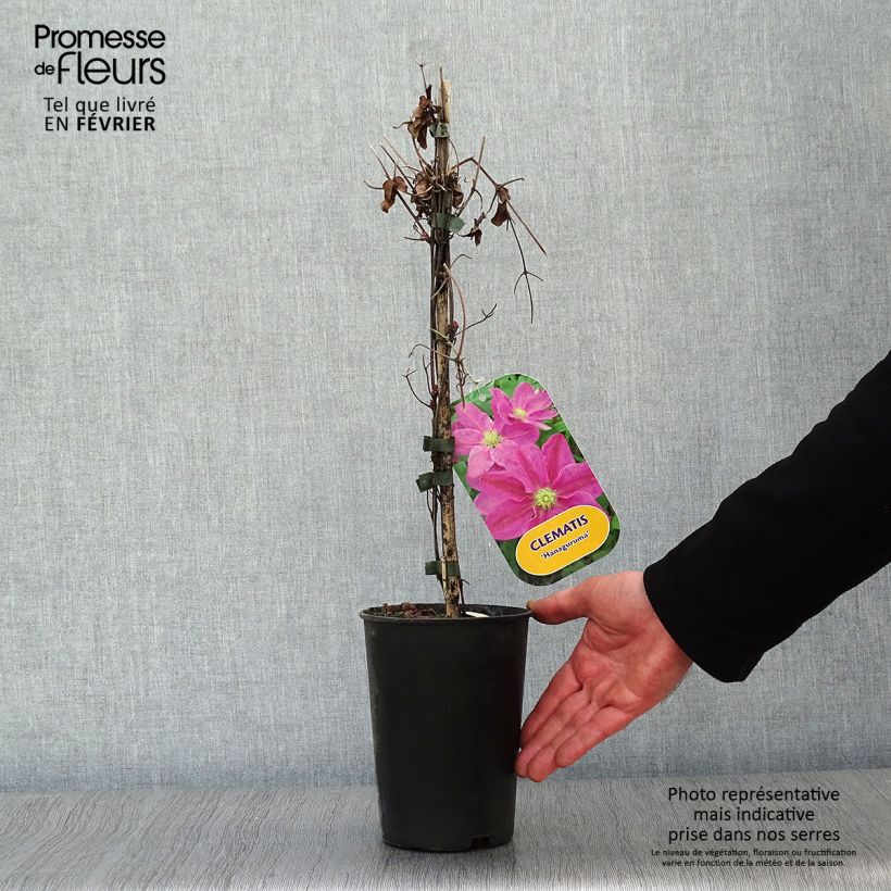 Spécimen de Clématite - Clematis Hanagurama Pot de 2L/3L tel que livré en hiver