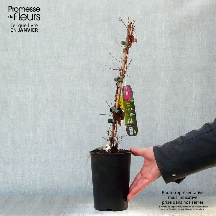 Spécimen de Clématite - Clematis Hania Pot de 1,5L/2L tel que livré en hiver