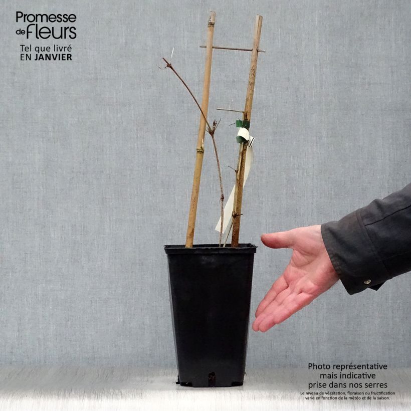 Spécimen de Clématite - Clematis Hania Pot de 2L/3L tel que livré en hiver