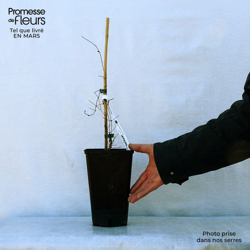 Spécimen de Clématite - Clematis Hania Pot de 2L/3L tel que livré au printemps