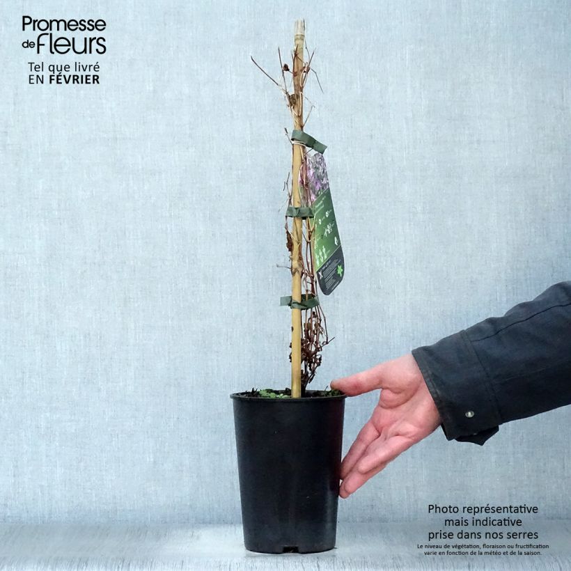 Spécimen de Clématite - Clematis Hendryetta Pot de 2L/3L tel que livré en hiver