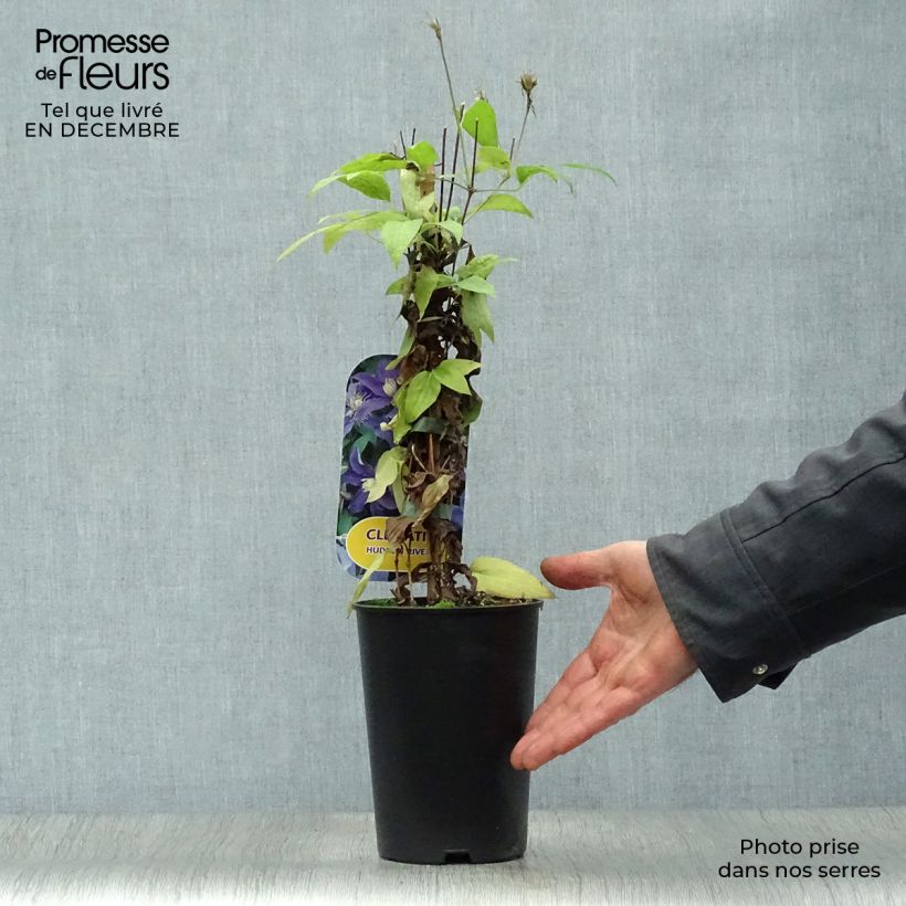 Spécimen de Clématite - Clematis Hudson River  Pot de 2L/3L tel que livré en hiver