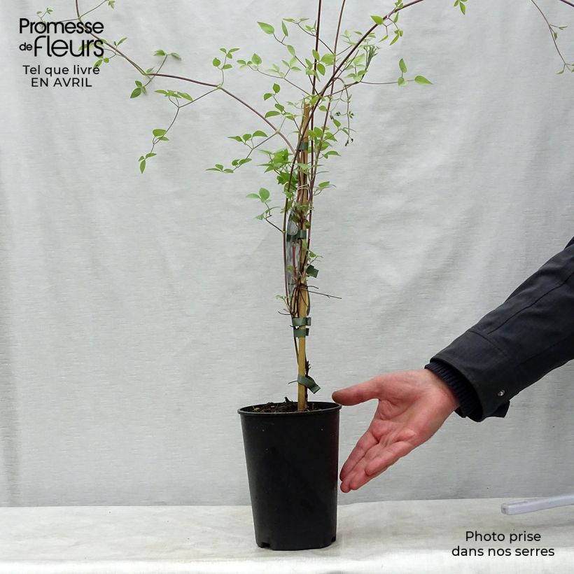 Spécimen de Clématite - Clematis Huldine Pot de 2L/3L tel que livré au printemps