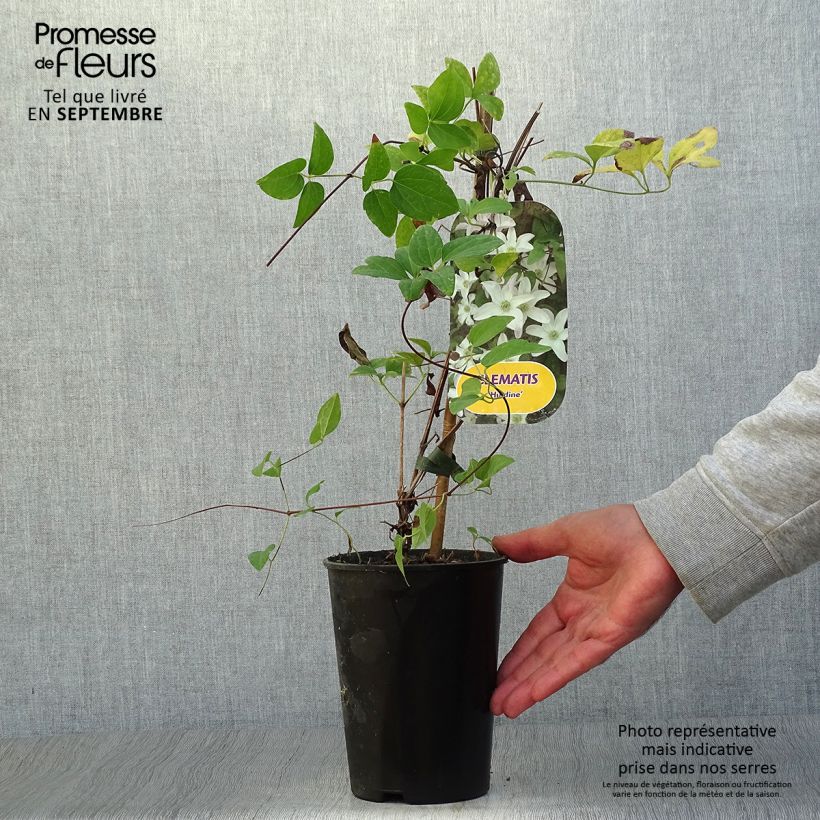 Spécimen de Clématite - Clematis Huldine Pot de 2L/3L tel que livré en automne